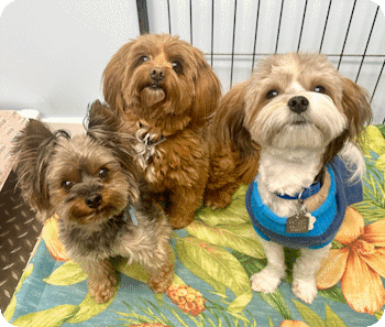 Small Dog Daycare